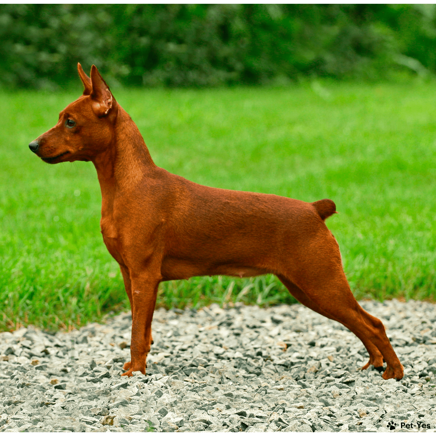 Цвергпинчер - щенки, фото собаки и описани | Характер | Pet-Yes