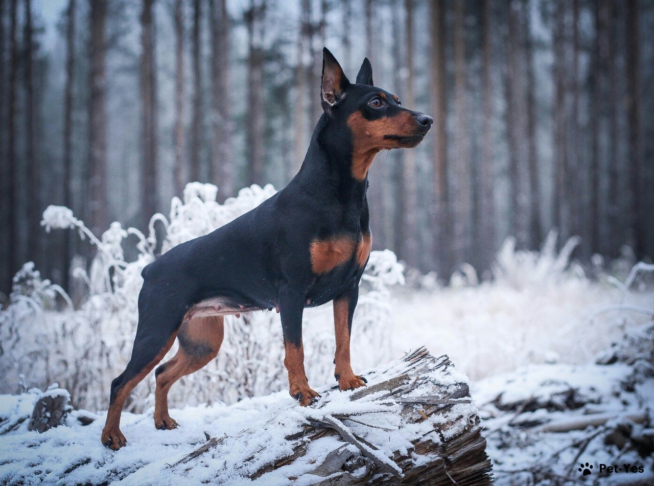 Цвергпинчер - щенки, фото собаки и описани | Характер | Pet-Yes