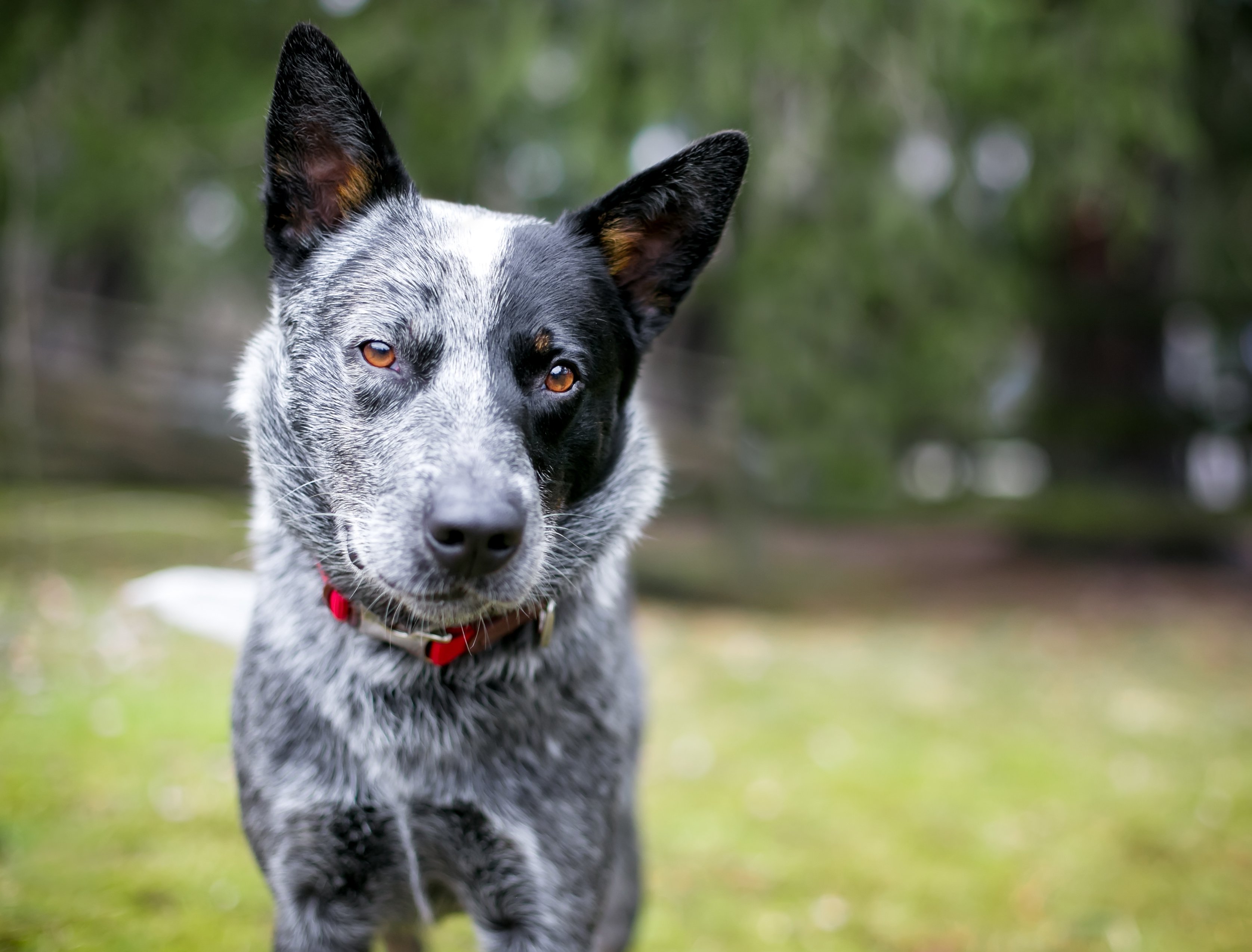 Австралийская пастушья собака хилер - фото и описание породы | Pet-Yes