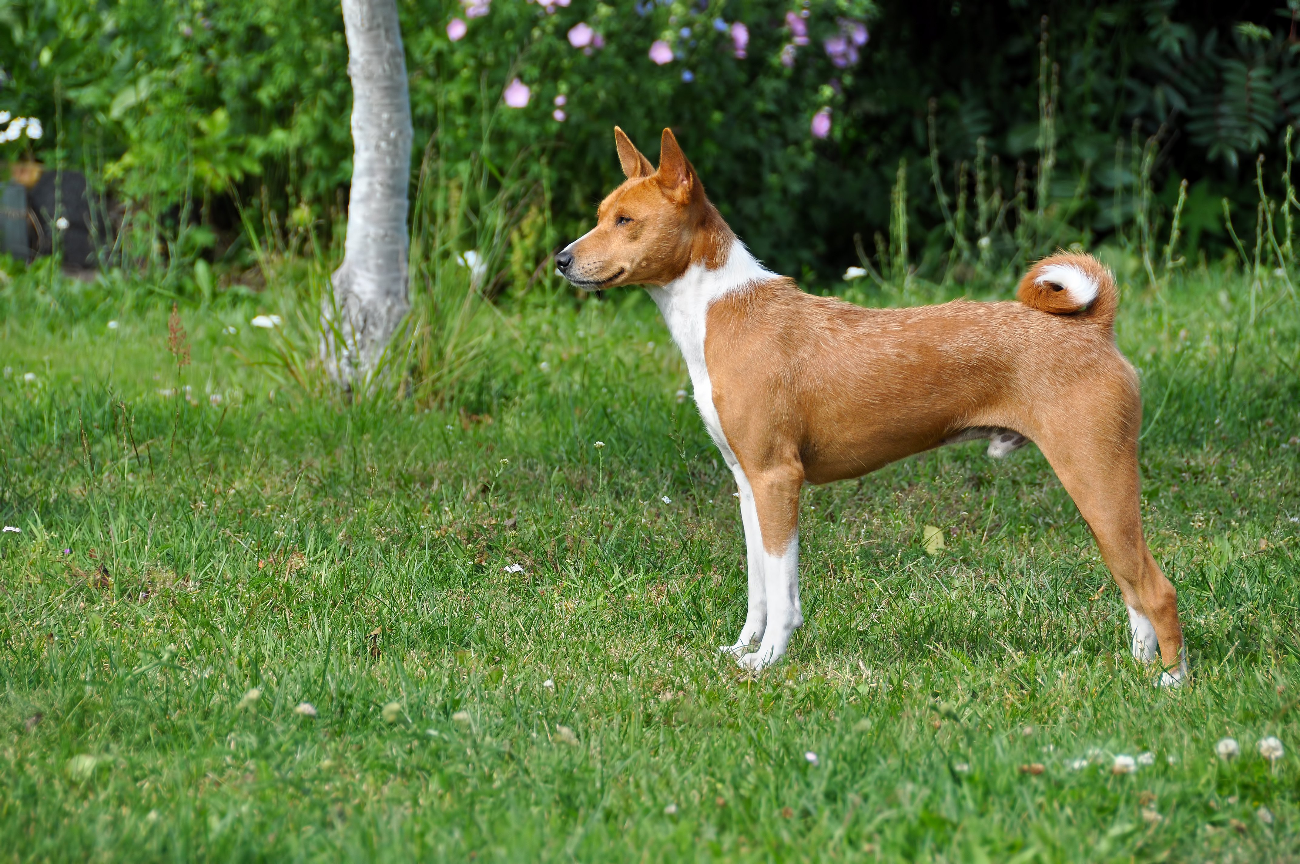 Басенджи - описание породы, размеры и фото собаки | Цена щенков басенджи |  Pet-Yes