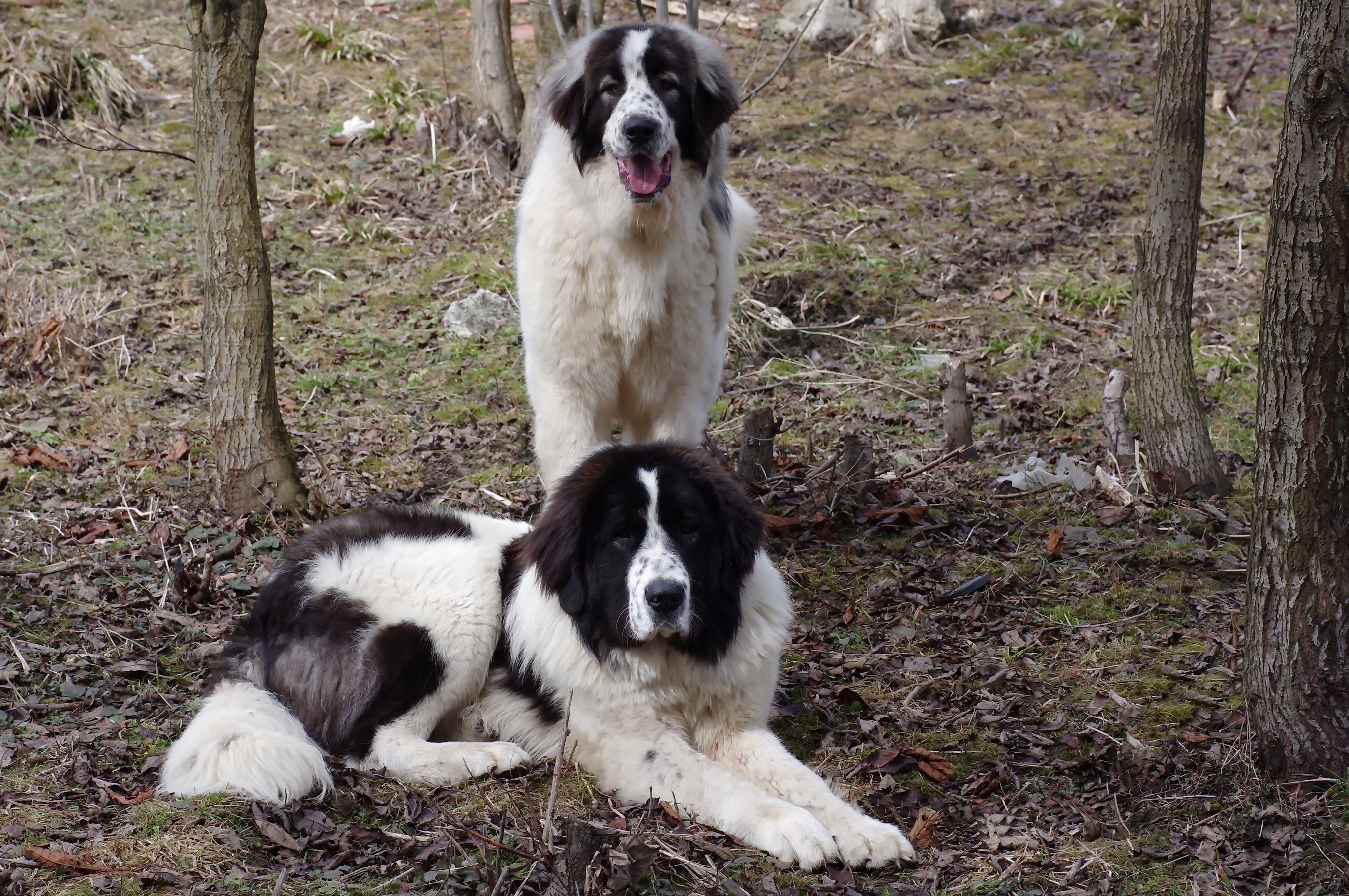 Newfoundland dog hot sale cena