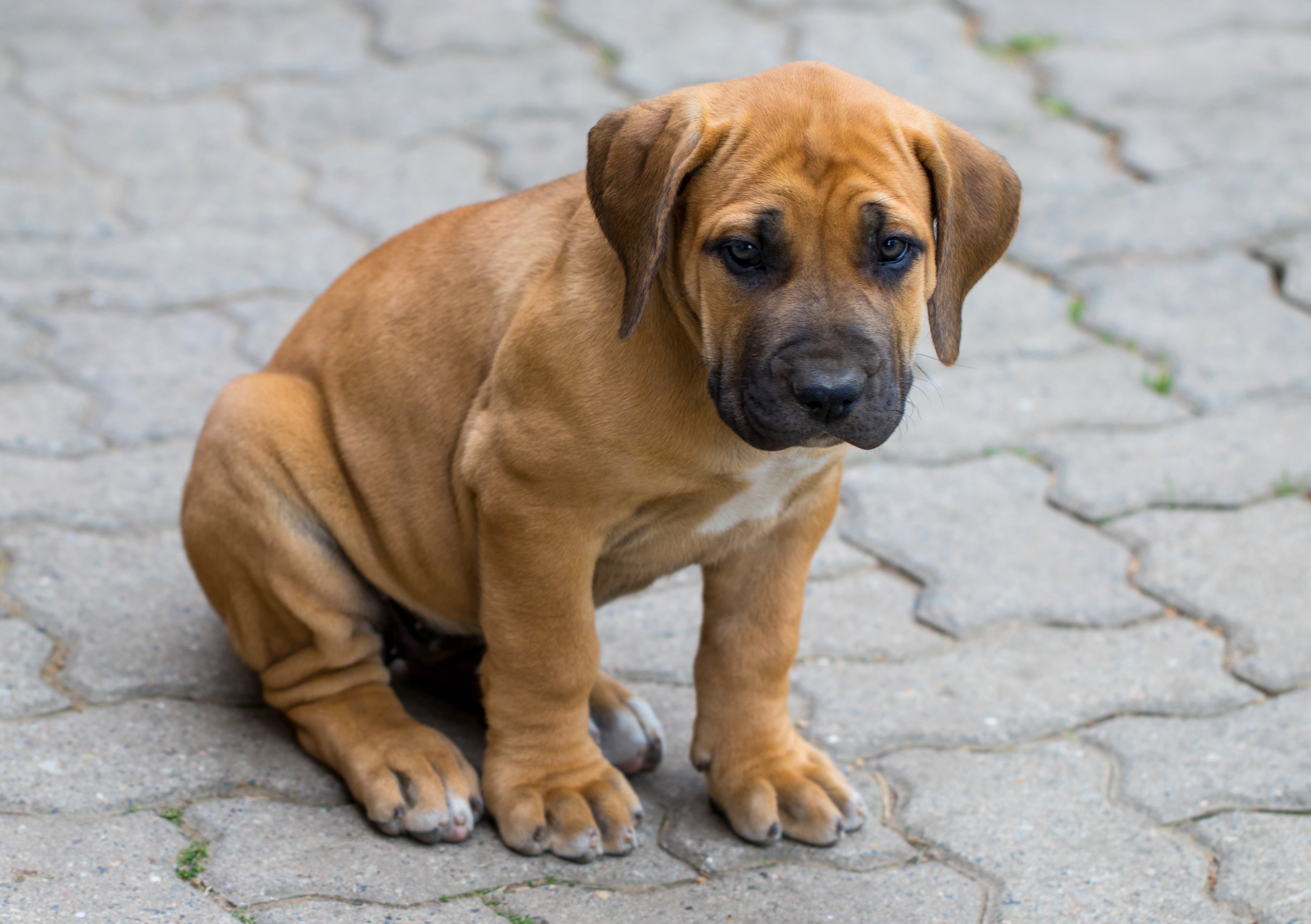 Бурбуль - фото породы, описание и характеристика | Pet-Yes