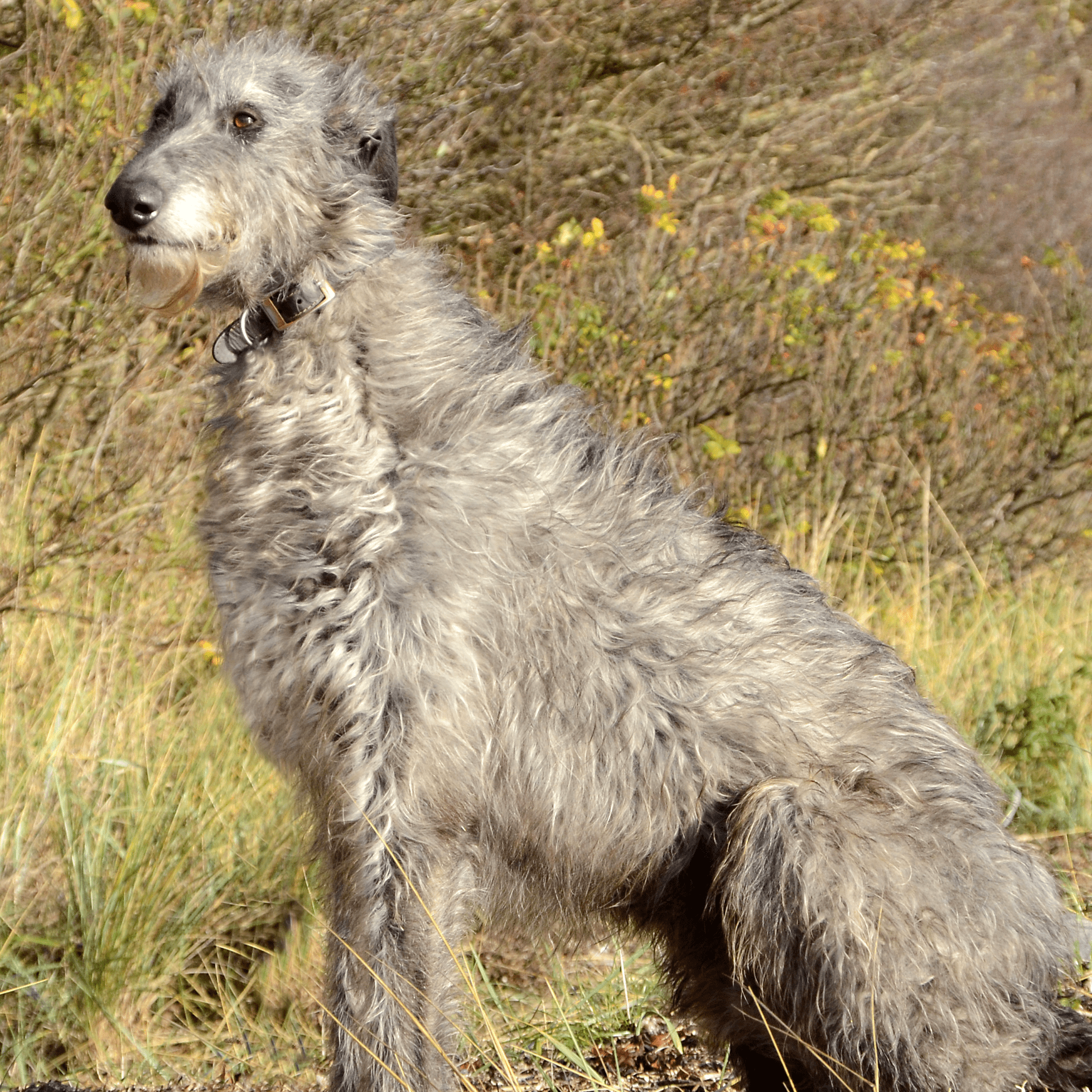 Собака Дирхаунд - фото и описание породы, рост и цена | Pet-Yes