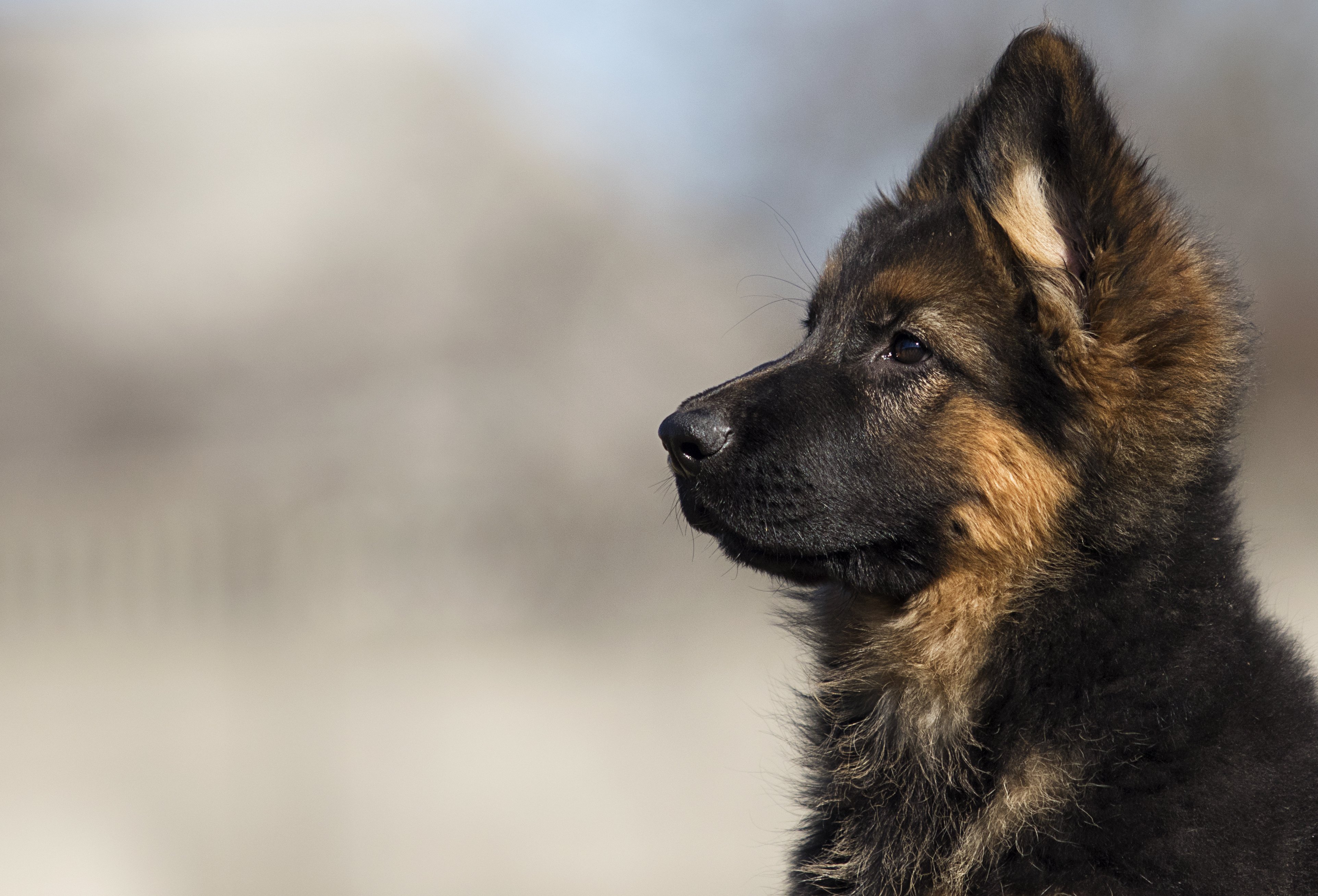 Немецкая овчарка длинношерстная | Pet-Yes