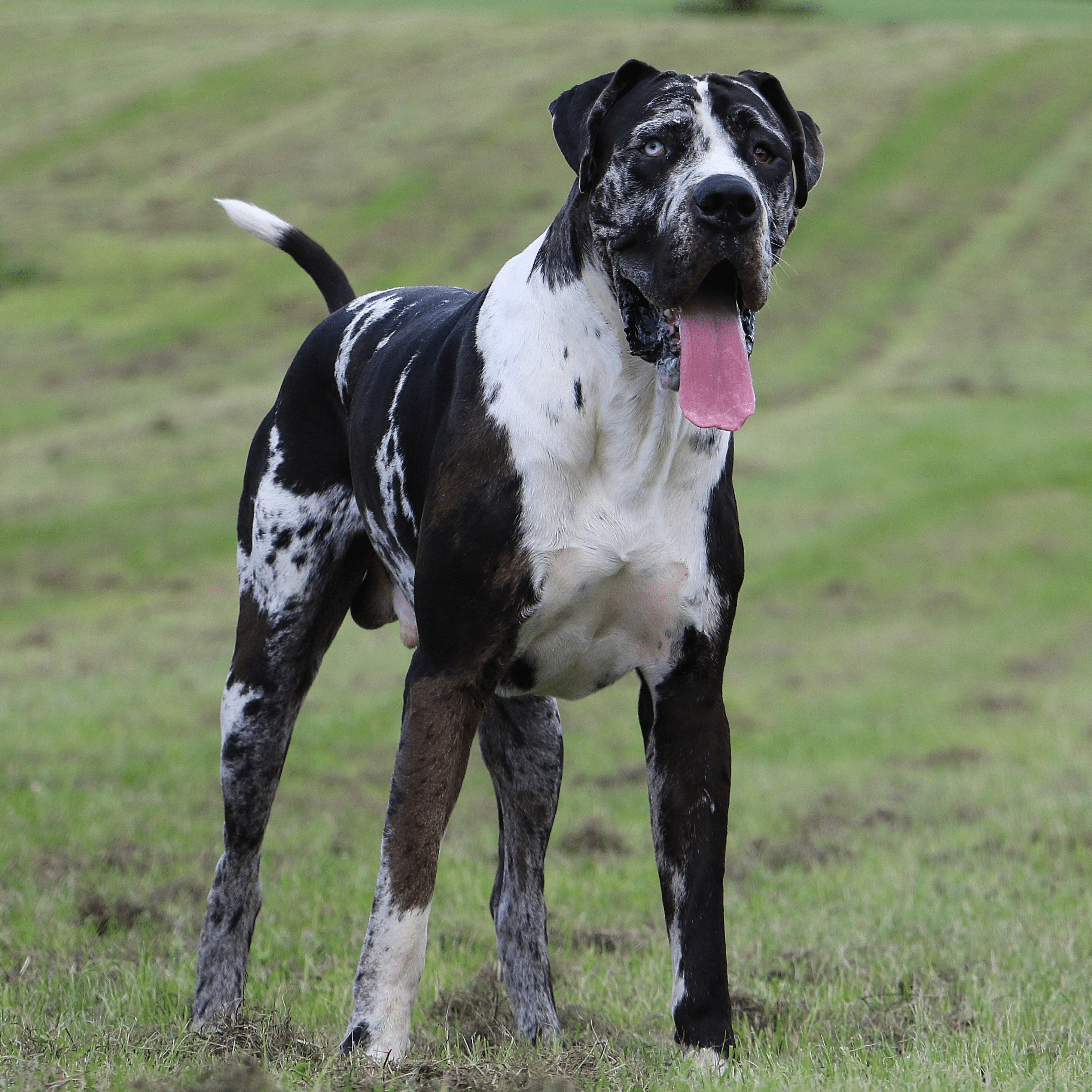 Стандарт породы