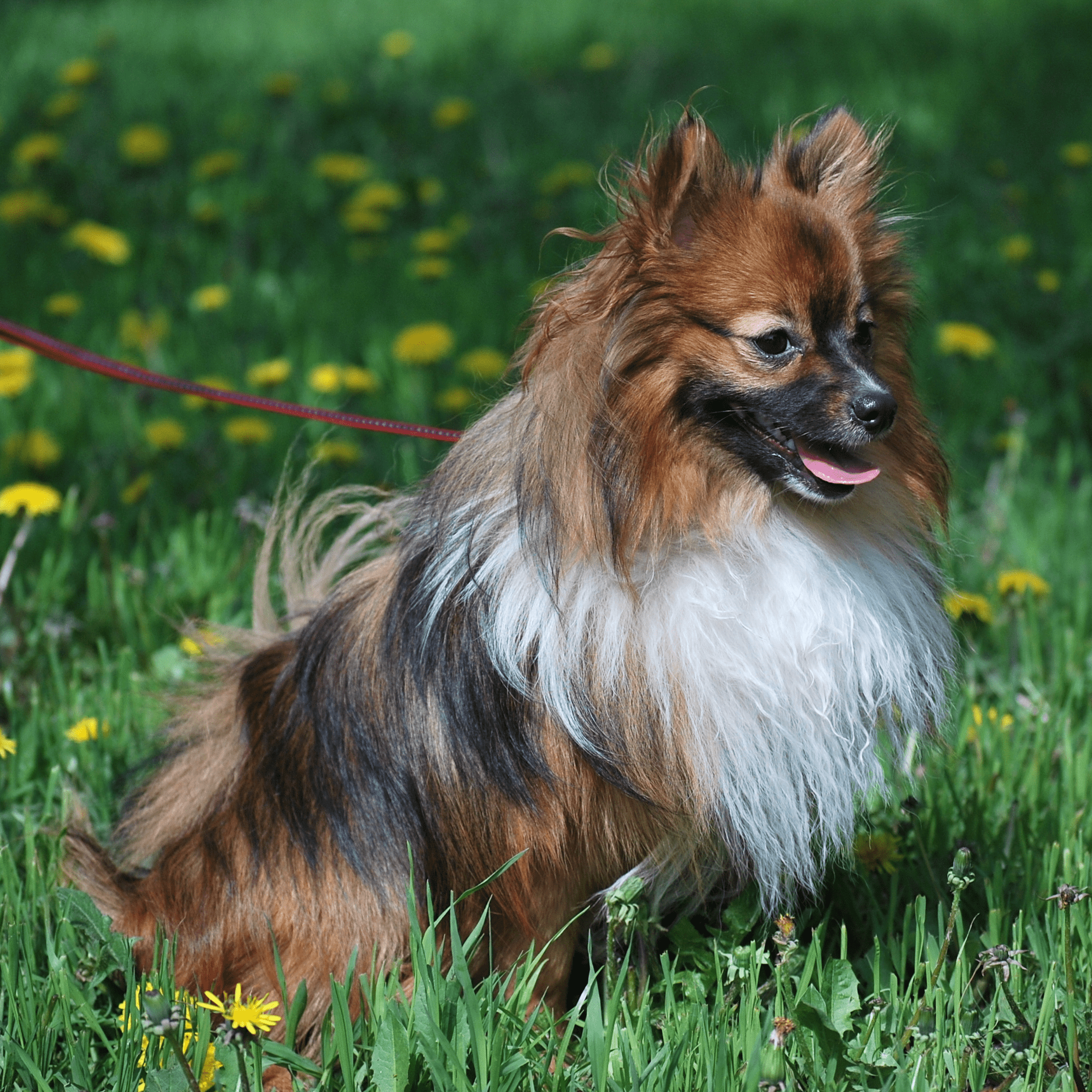 Щенок Немецкий шпиц малый 1 год, 5 месяцев купить Владивосток | Pet-Yes