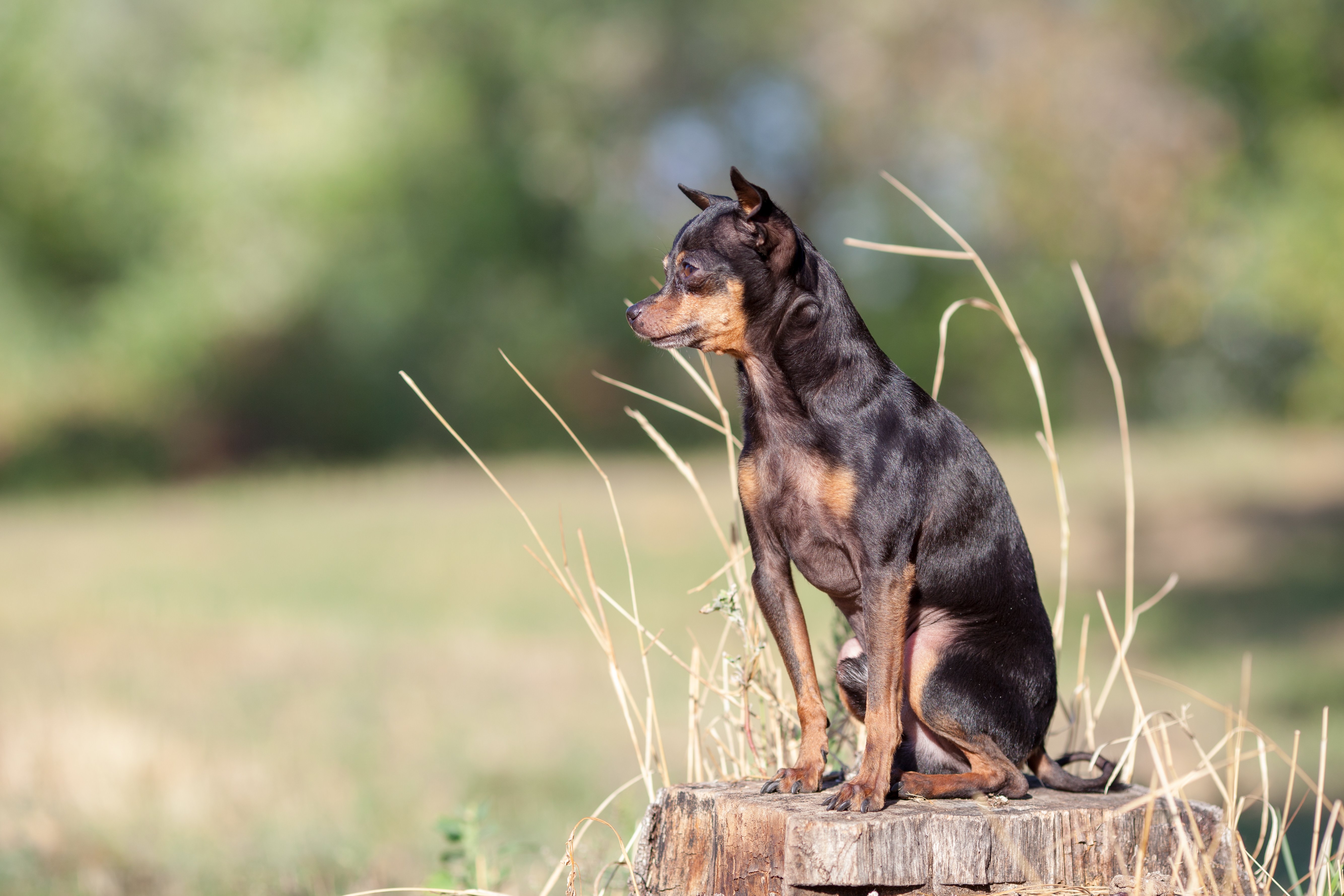 Русский той гладкошерстный | Pet-Yes