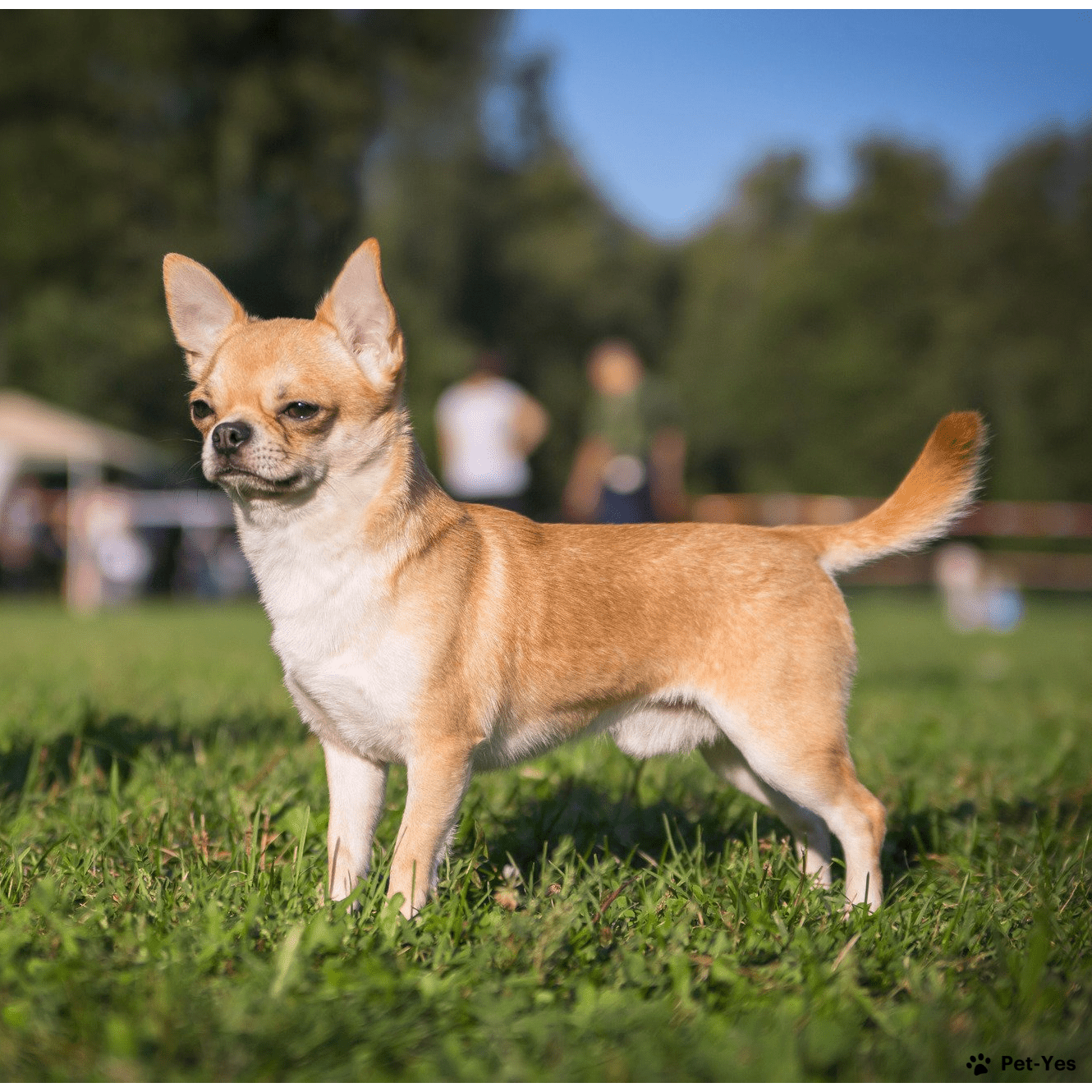 Чихуахуа гладкошерстный | Pet-Yes