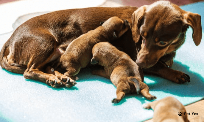 Сколько длится беременность у собак