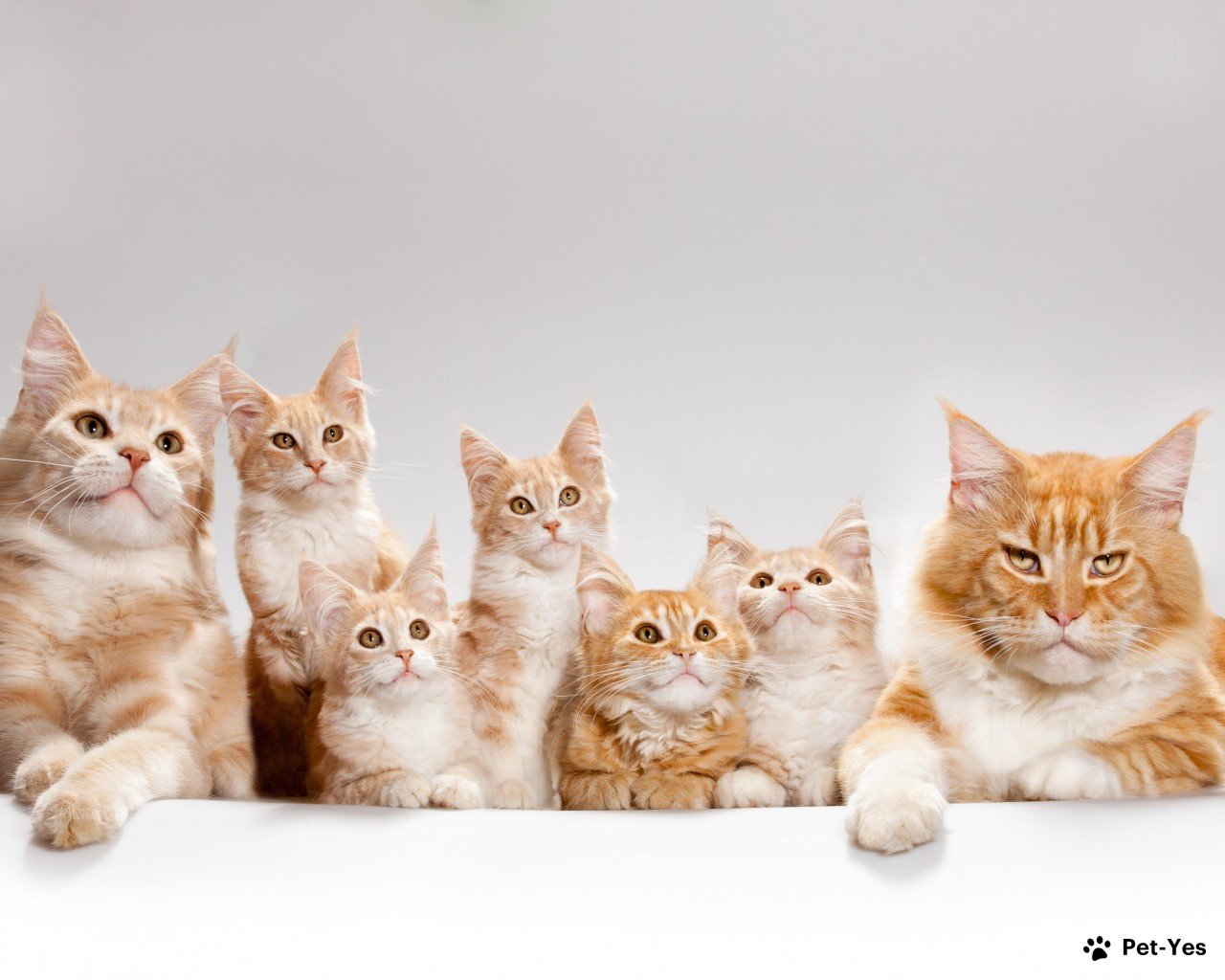 Фотография семейства рыжих кошек