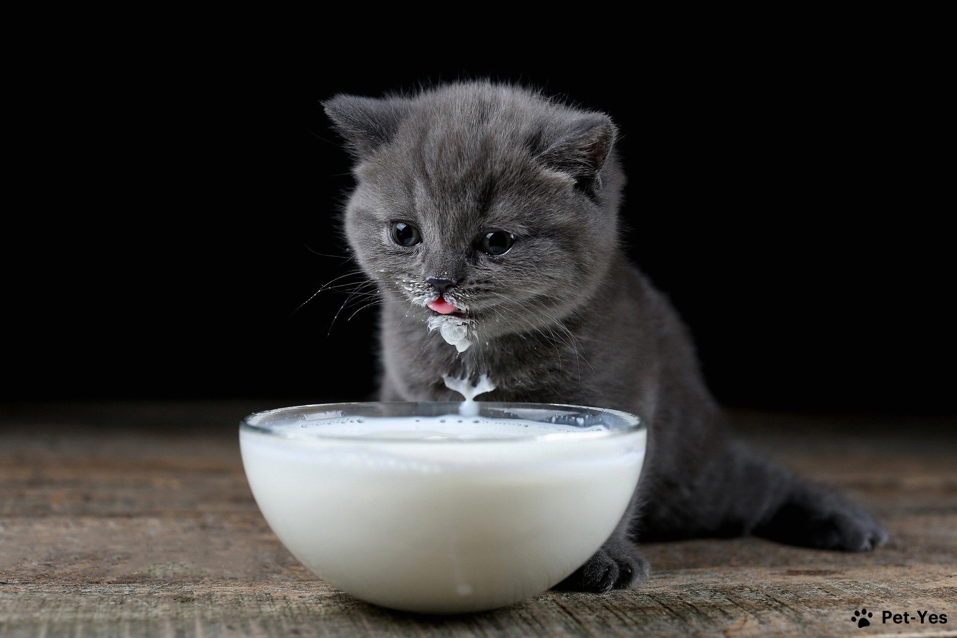 Чем кормить котенка и сколько раз в день в домашних условиях | Pet-Yes