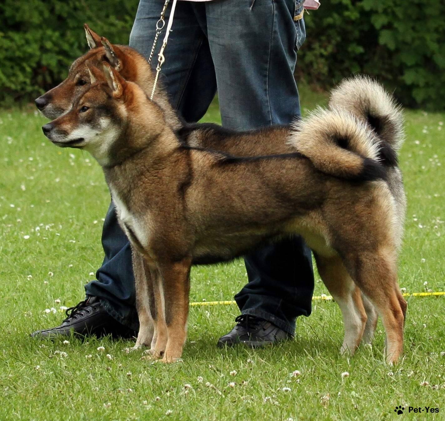 Фотография двух собак породы сикоку