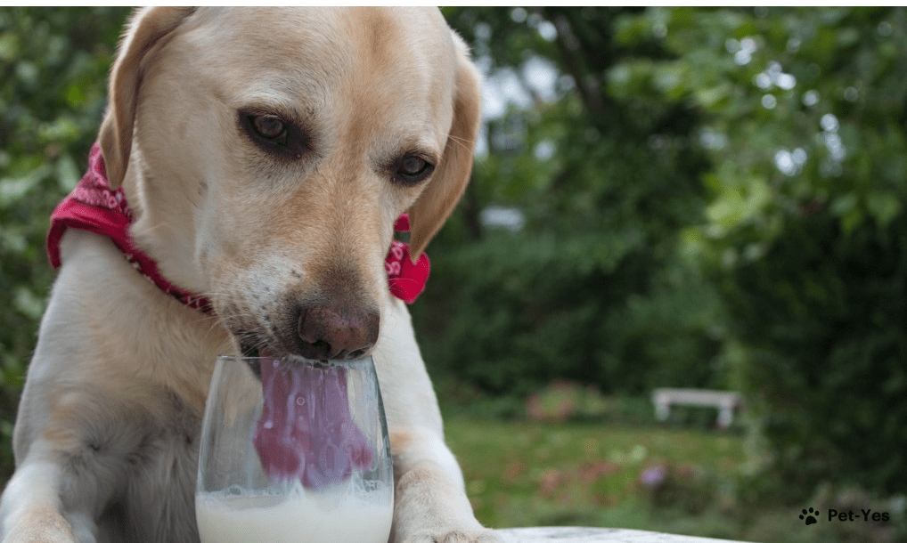 Можно ли собакам давать молоко