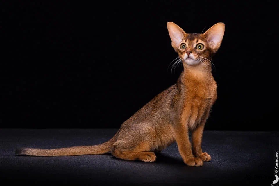 Абиссинская кошка. Фото: Питомник Mirrorofsoul