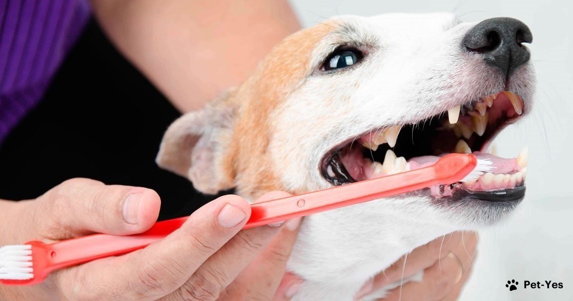 Собаке чистят зубы щеткой