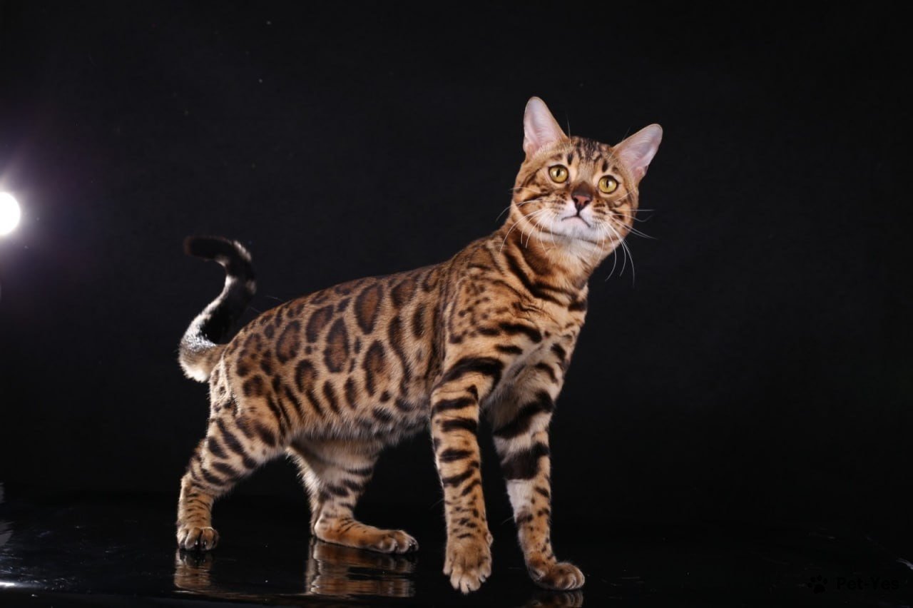 Бенгальская кошка - порода и фото, описание характера | Особенности |  Pet-Yes
