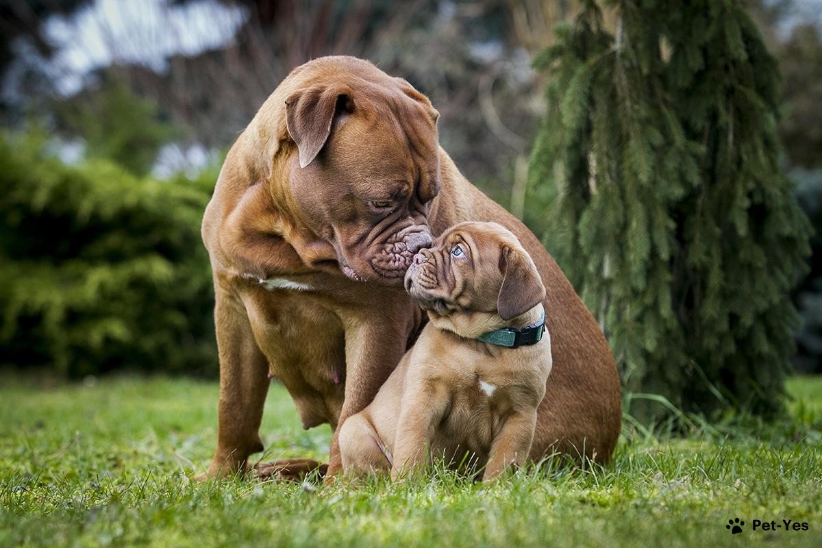 Фотография бордоского дога со щенком