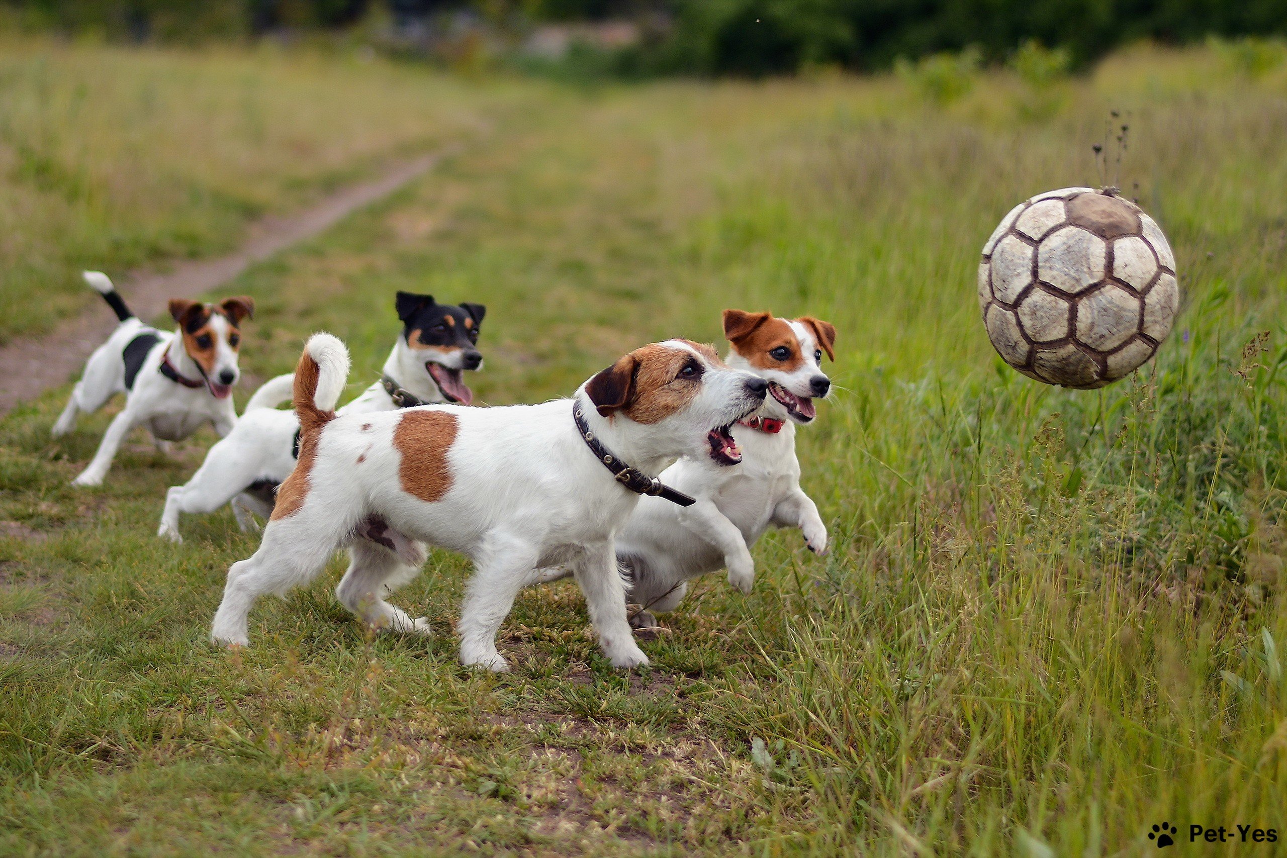 Собаки играют с мячом
