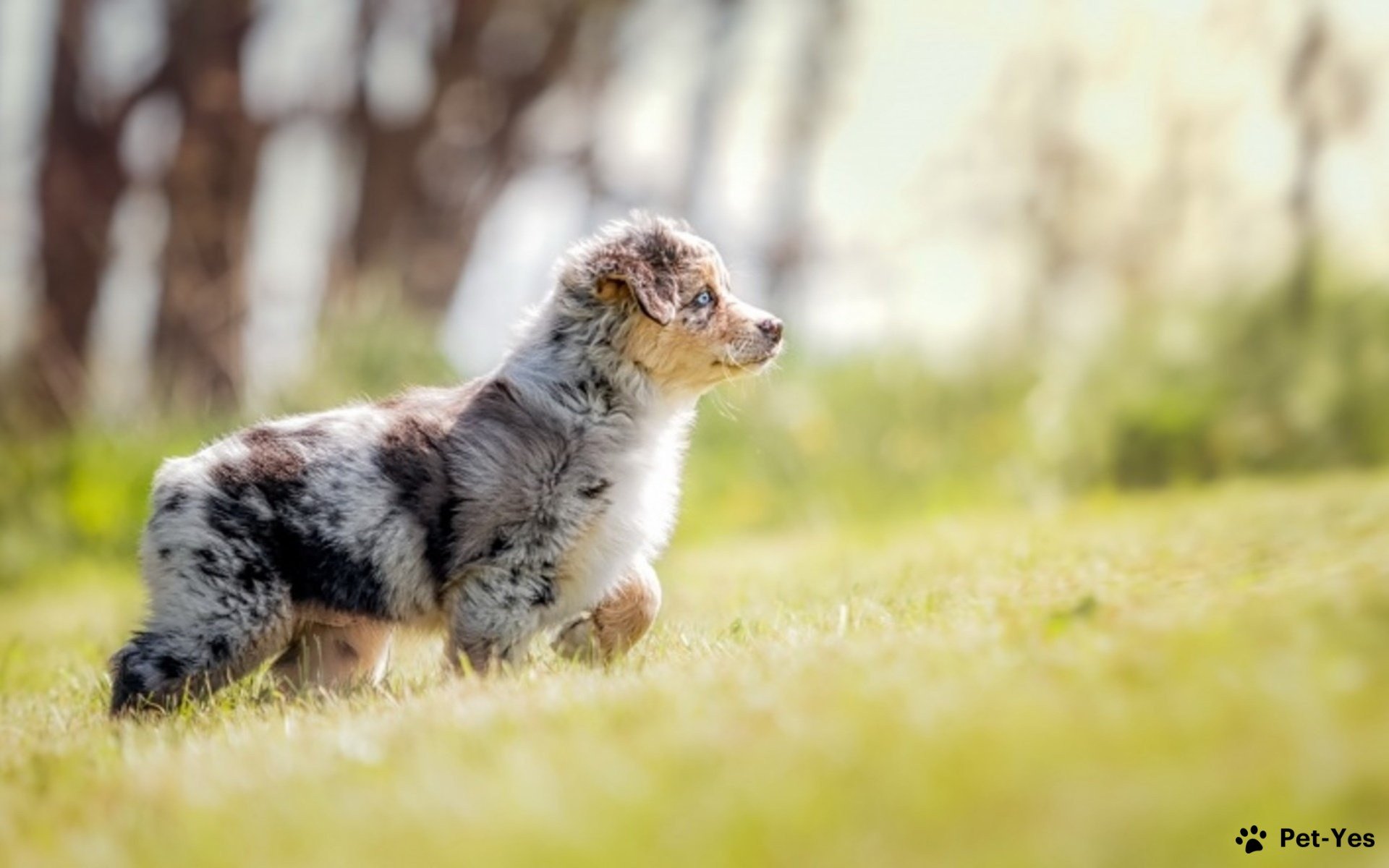 Фотография щенка аусси мраморного окраса