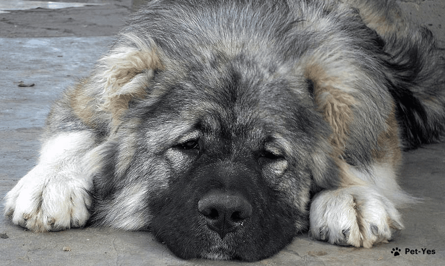 Лохматые породы собак - фото и названия пород, самые лохматые породы |  Pet-Yes