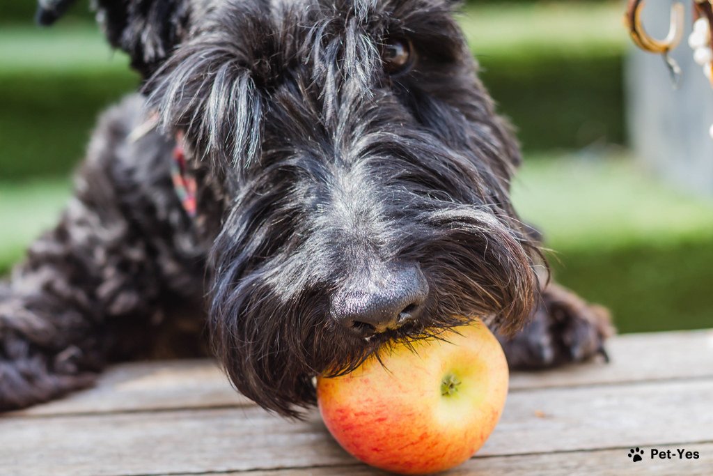 Можно собакам яблоки свежие. Овощи для собак. Собака и фрукты. Собака с яблоком. Собака ест овощи и фрукты.