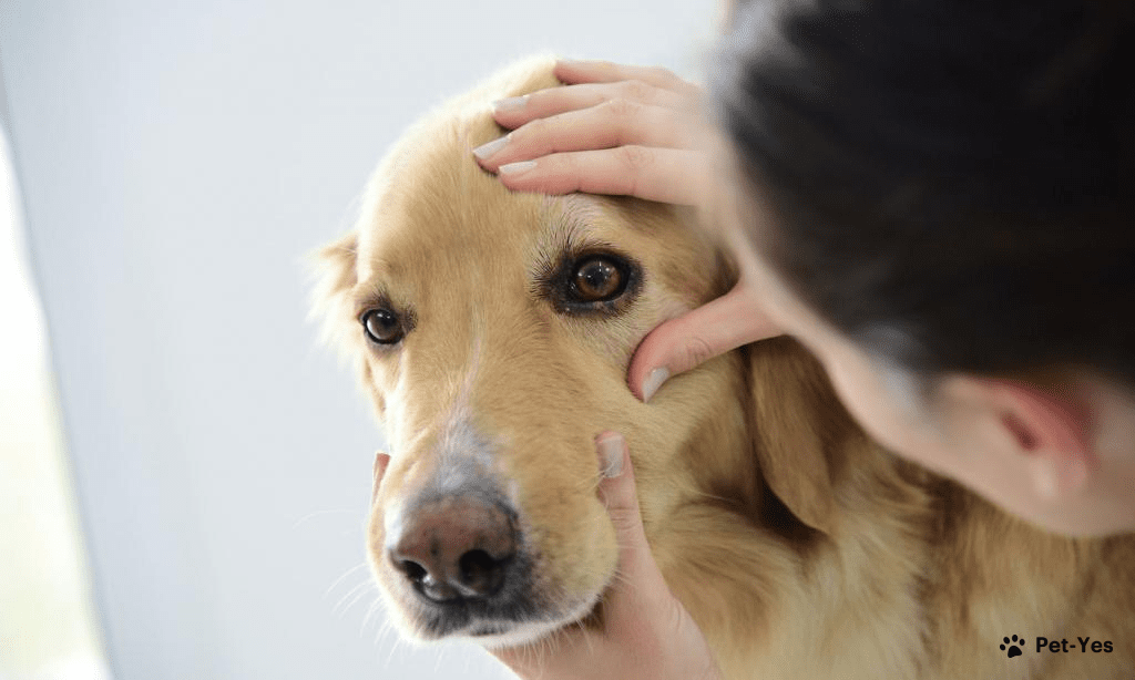 Почему у собаки слезятся глаза