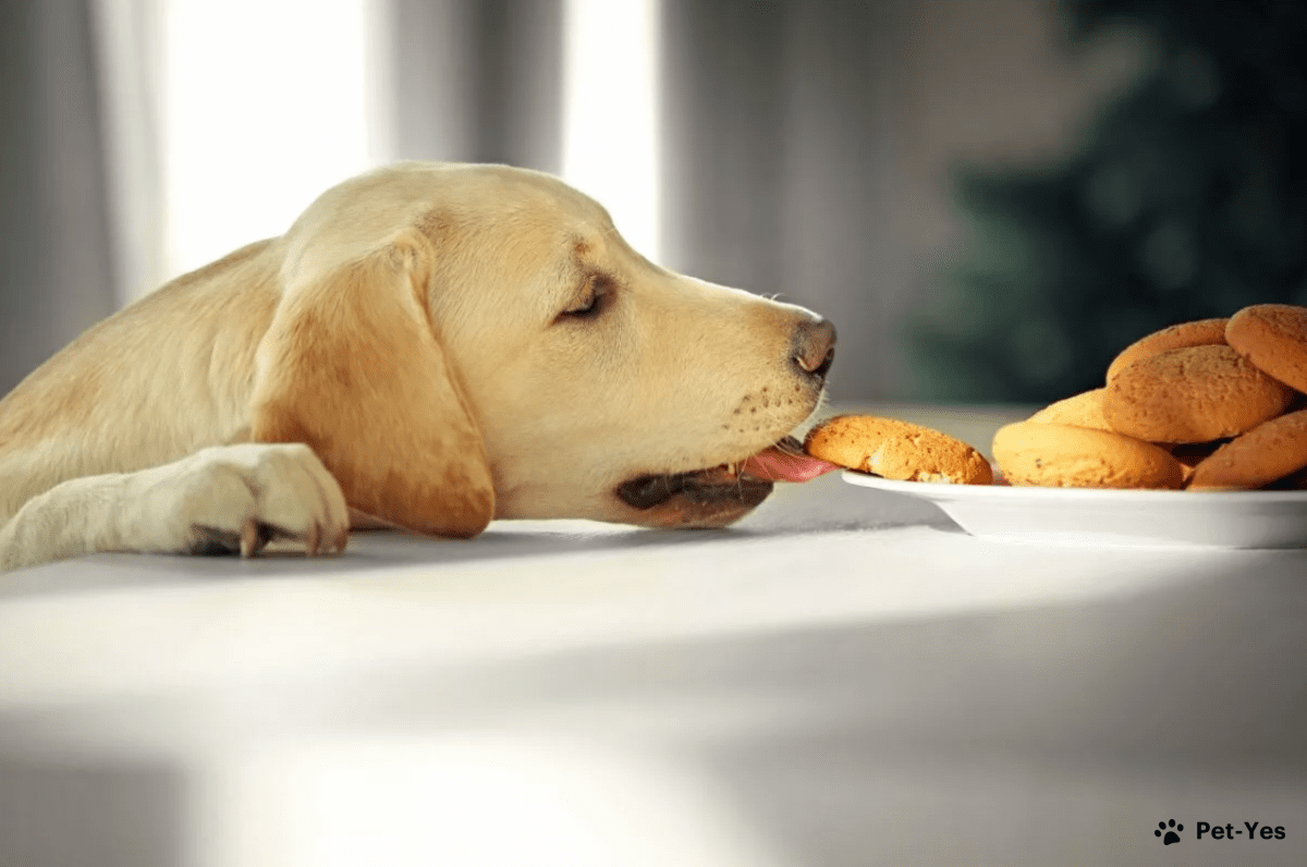 Собака ест печенье