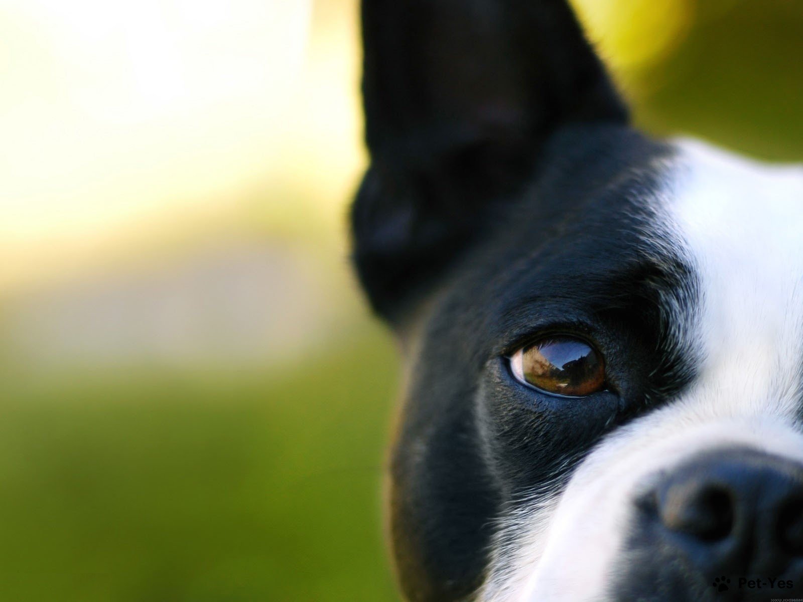 Фотография черно-белой собаки с карием цветом глаз