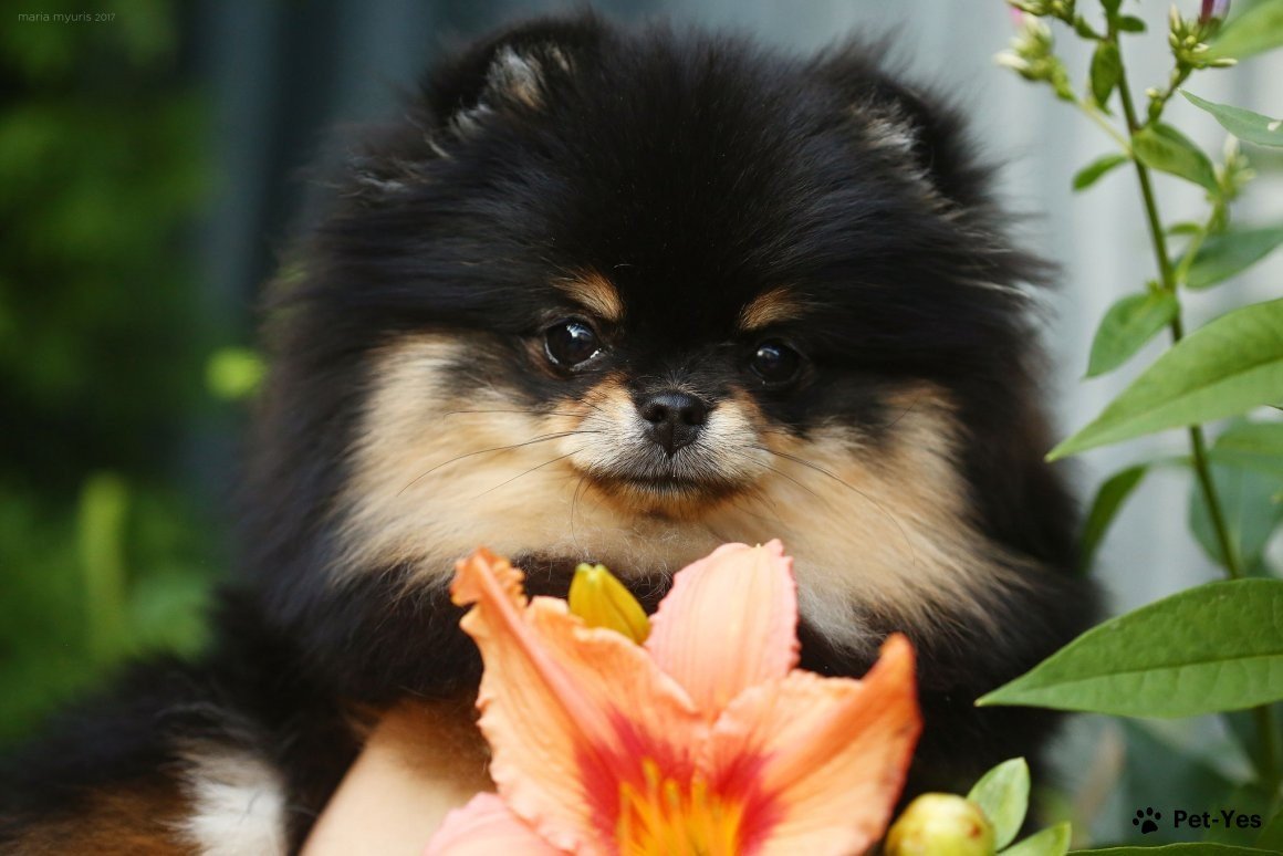 Фотография померанского шпица с цветком