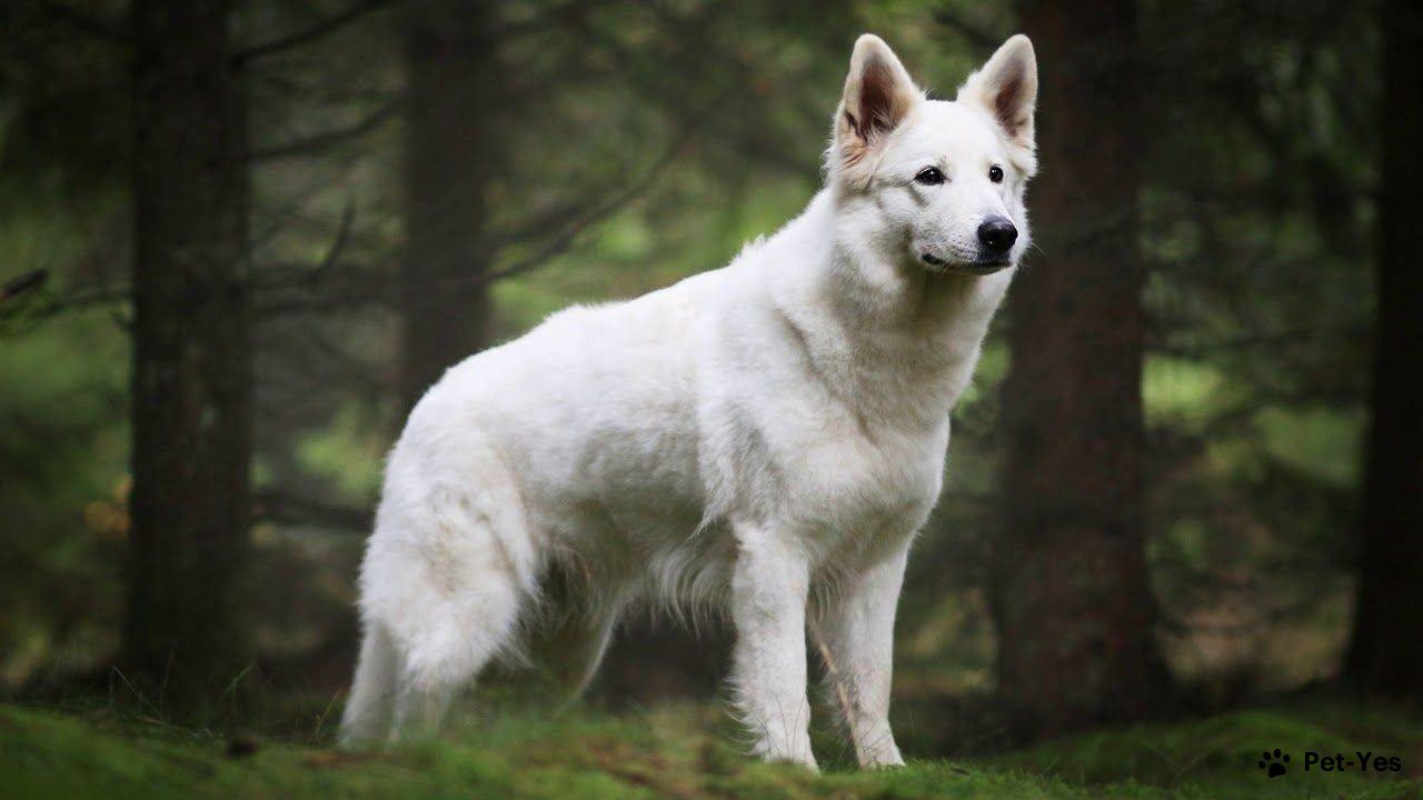 Белая швейцарская овчарка похожа на волка