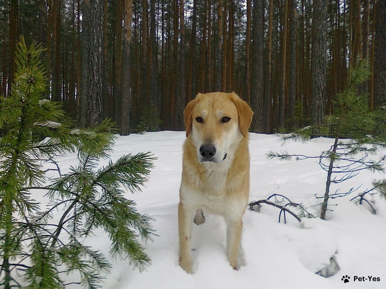 Фотография русской гончей в зимнем лесу