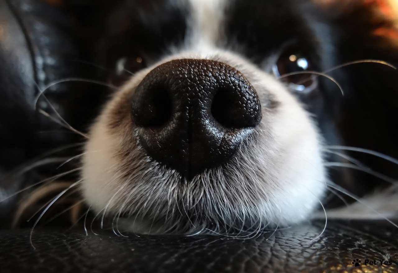 Фотография носа собаки