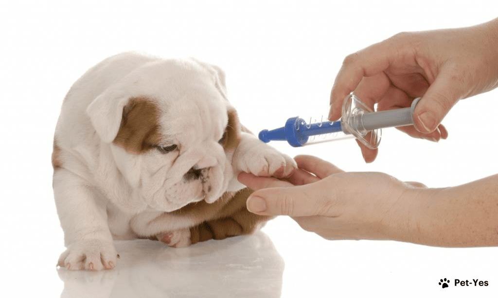 Все о вакцинации собак