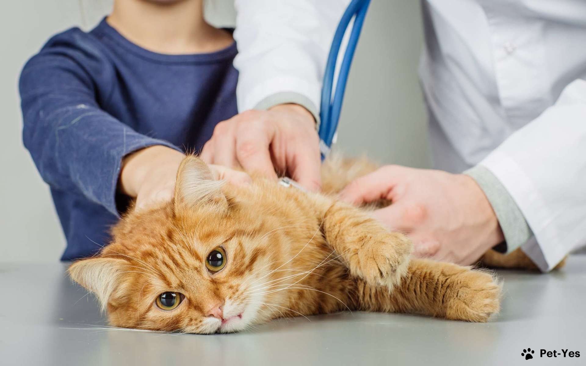 Рыжий кот на приеме у ветеринарного врача