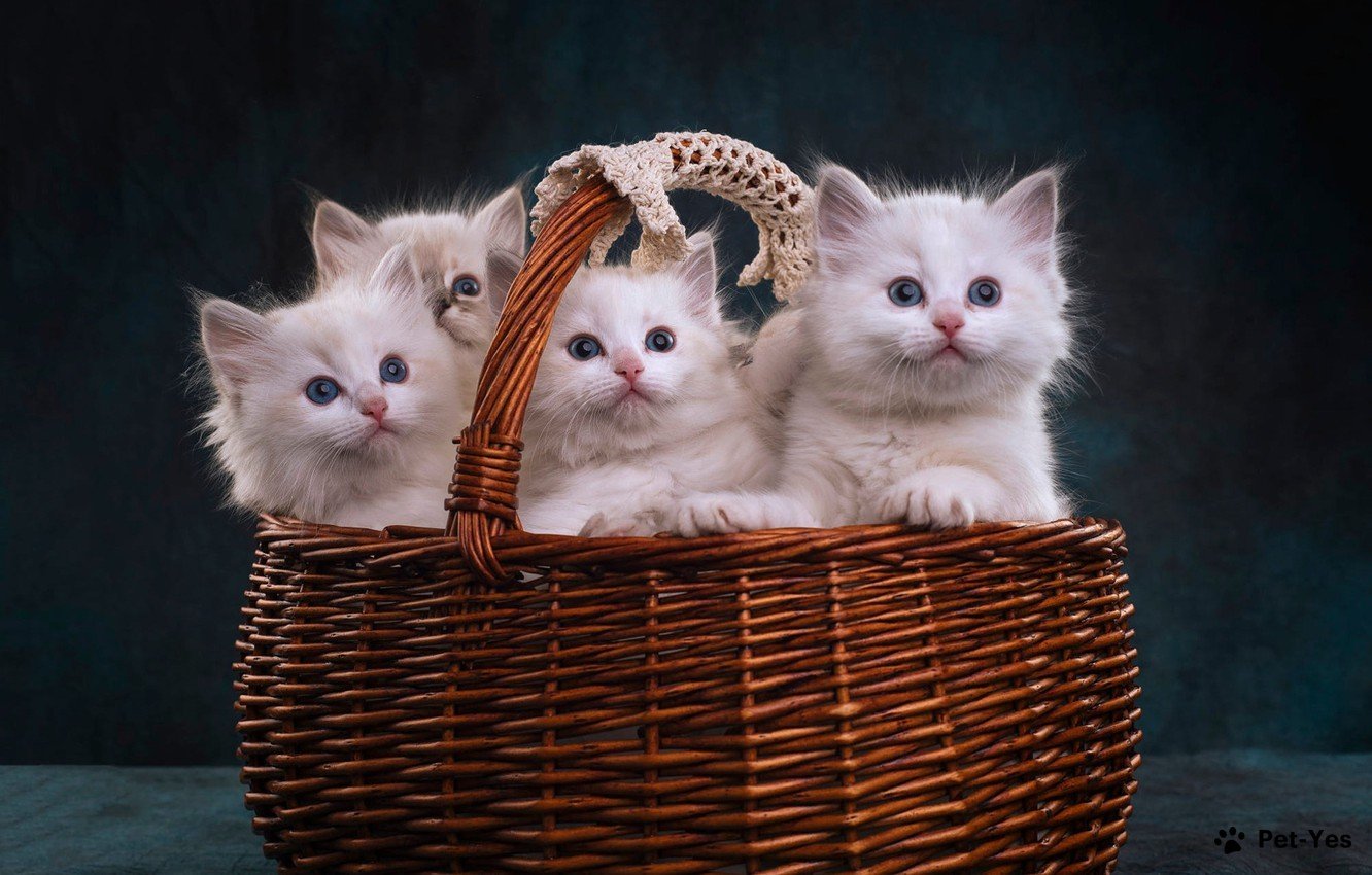 Котята сидят в корзинке