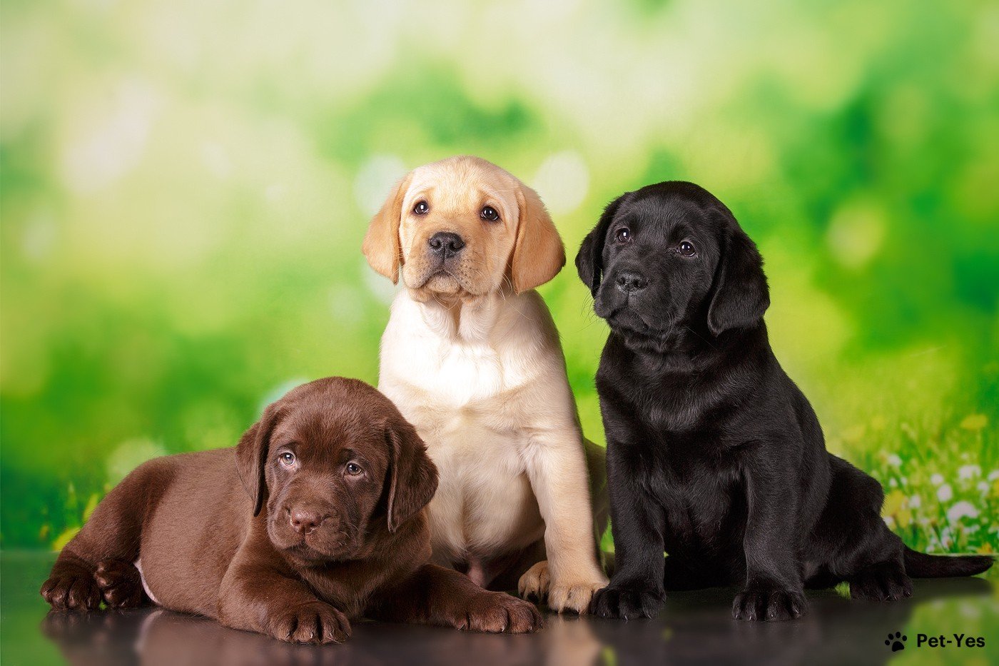 Как определить возраст собаки по видимым признакам: основные признаки, рекомендации, методы определения возраста
