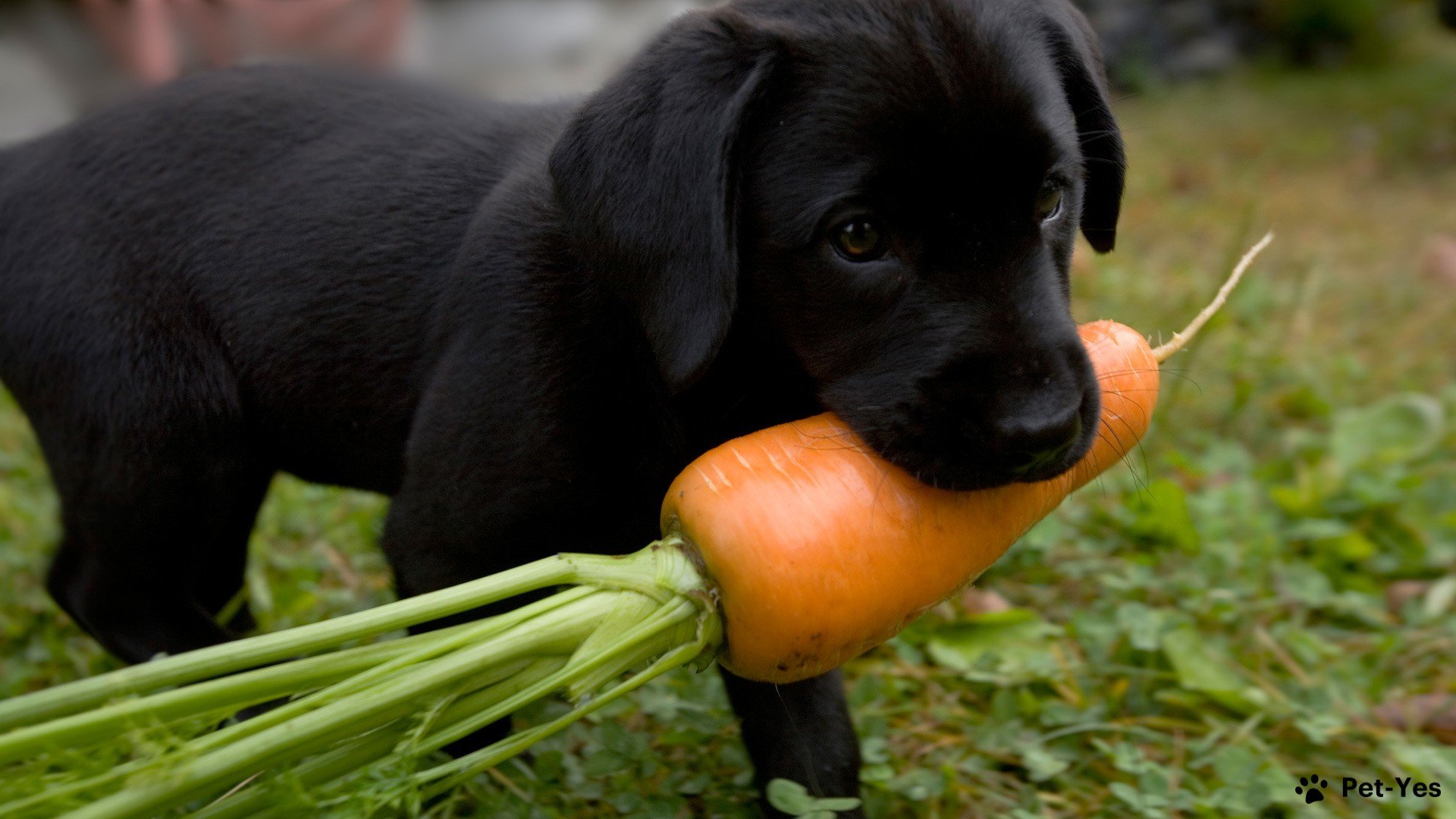 Щенок и морковка