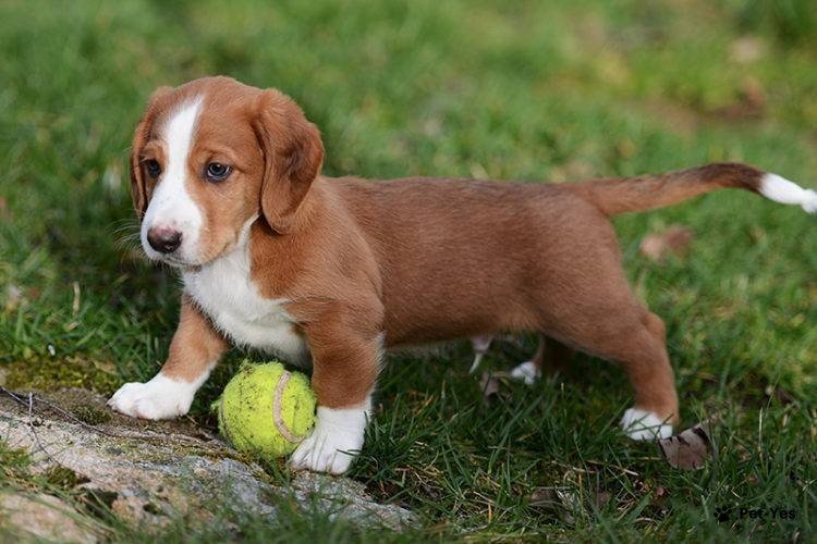 Фотография щенка древера и мяча