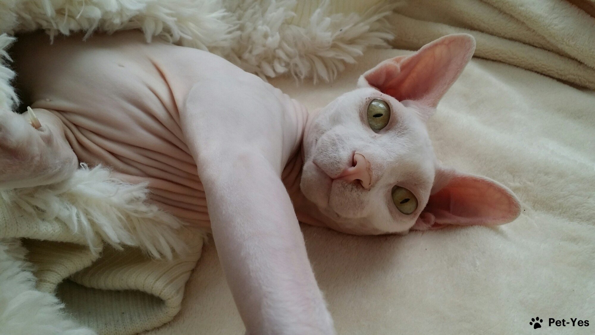 Лысая кошка в кровати