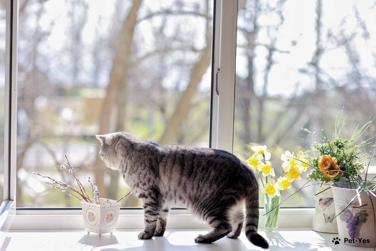 Кошка у окна