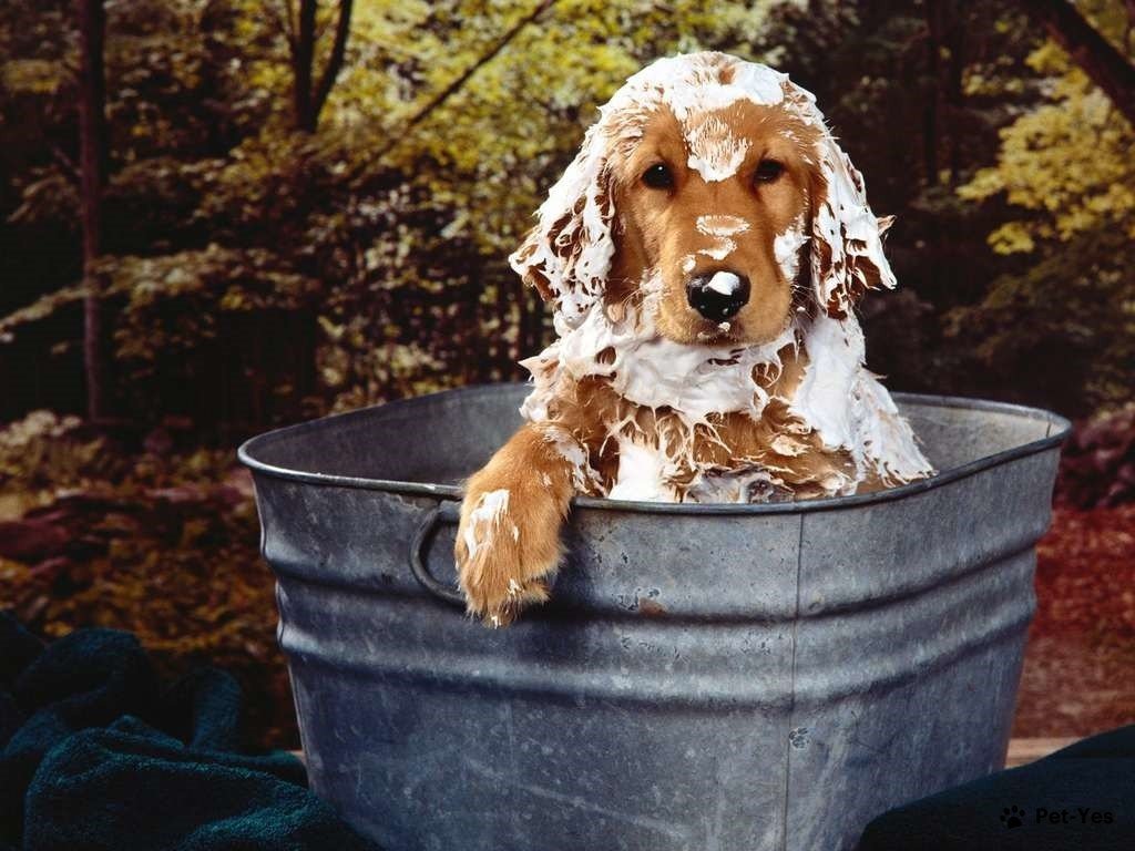 Фотография купающегося щенка