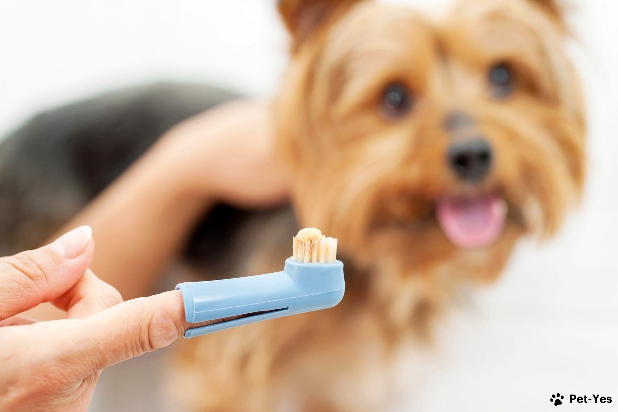 Щетка для чистки зубов собаке