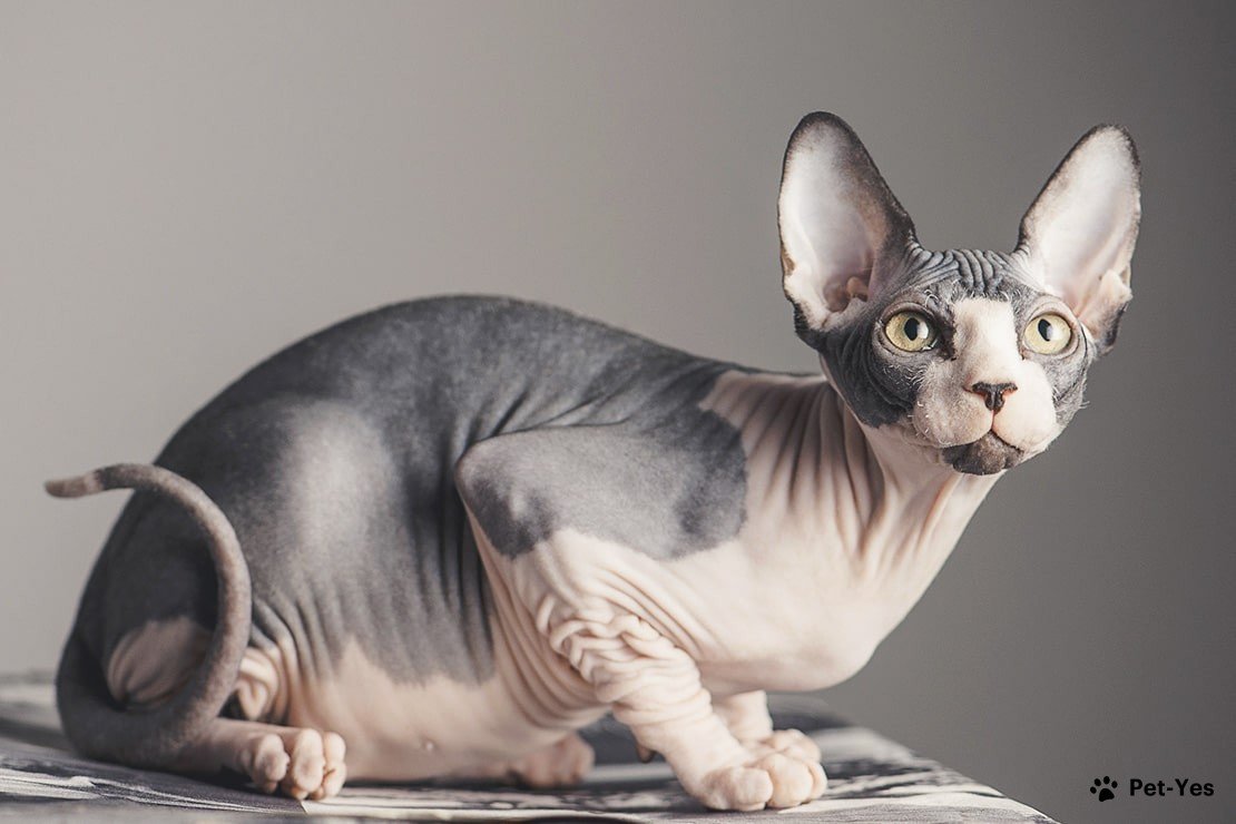 Порода лысых кошек - название и фото пород, какие бывают лысые породы |  Pet-Yes
