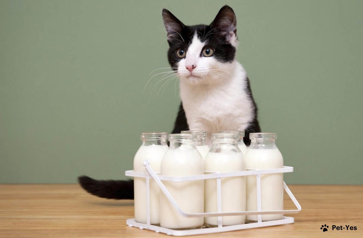 Кот сидит рядом с бутылками с молоком