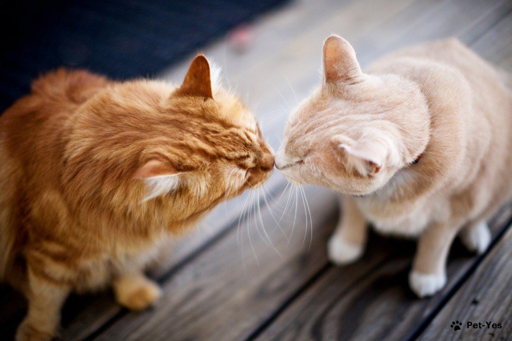 Фотография знакомства двух рыжих кошек