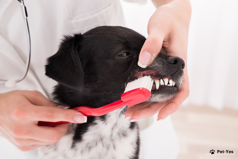 Собака и чистка зубов