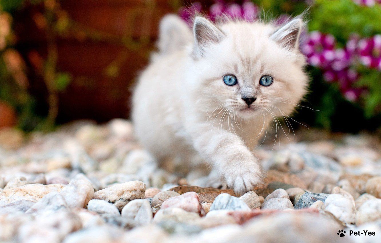 Фотография котенка с голубыми глазами