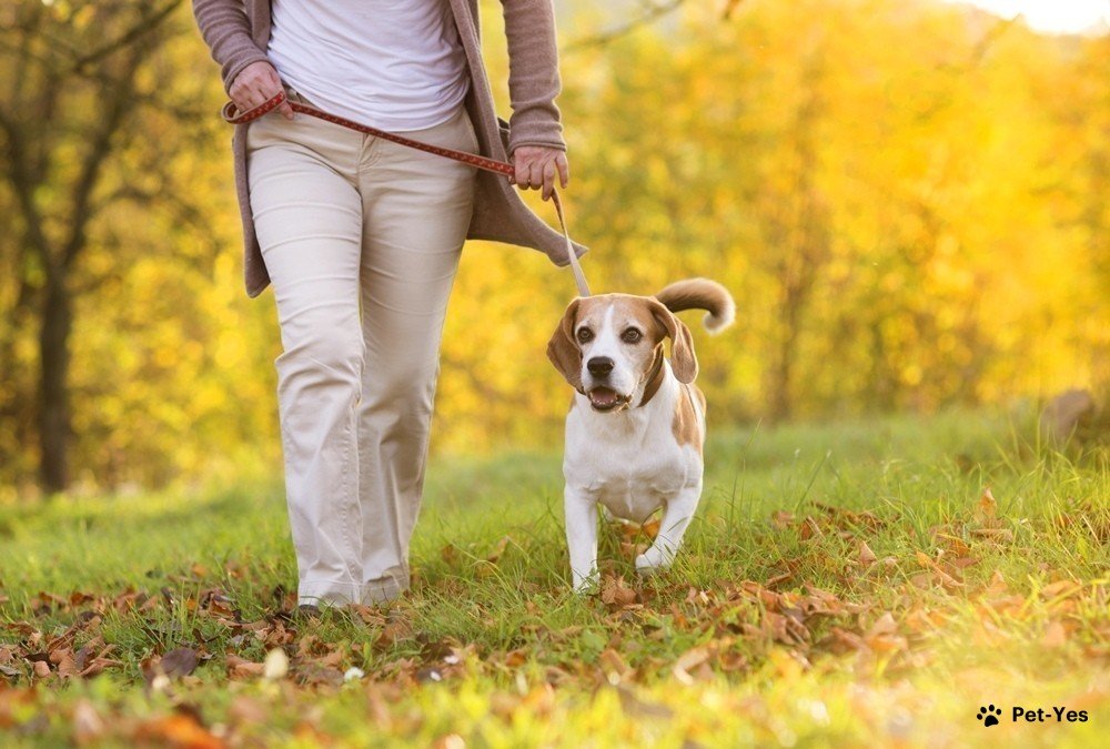 Сколько раз в день нужно гулять с собакой | Польза прогулок для собаки |  Pet-Yes
