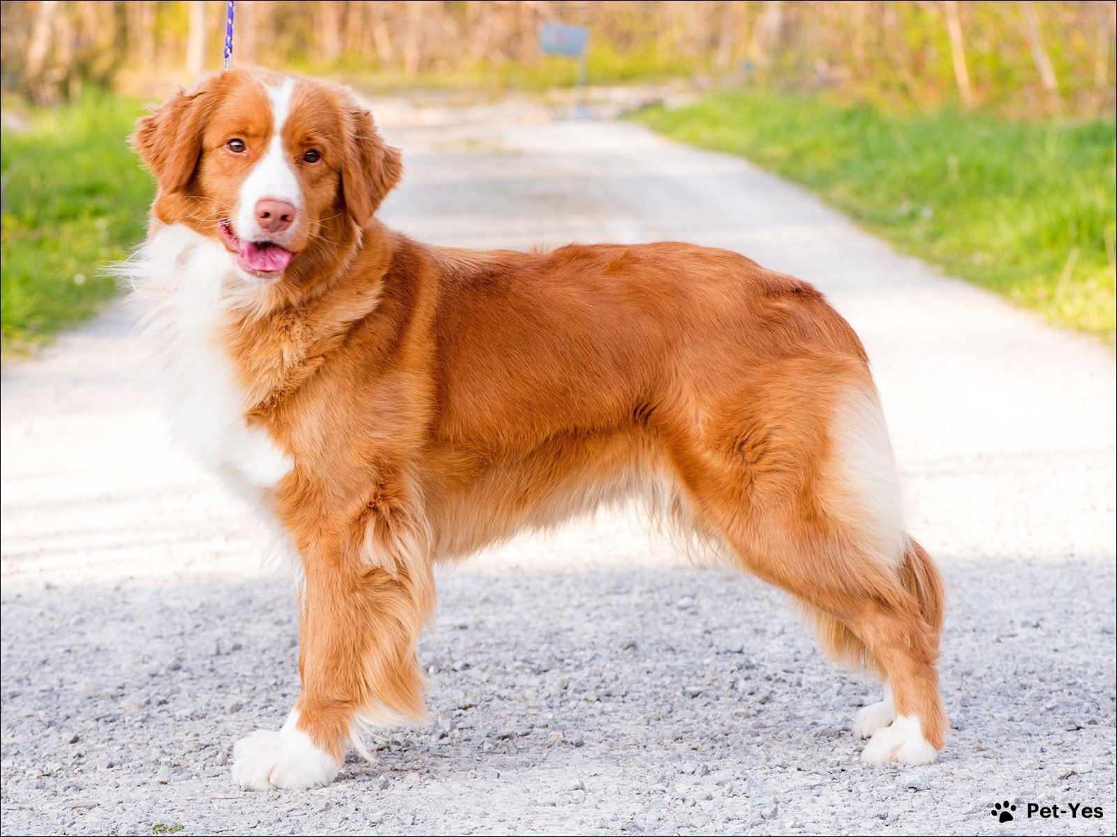 Рыжие породы собак среднего размера, фото и названия | Описание | Pet-Yes
