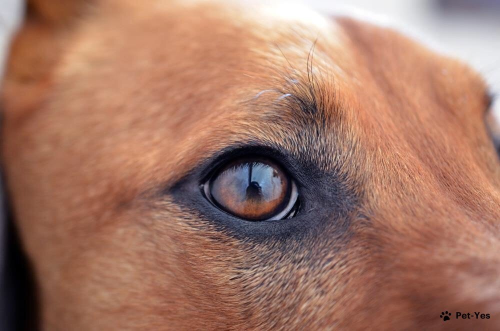Фотография глаза собаки